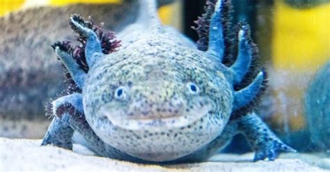 oxalato animal.